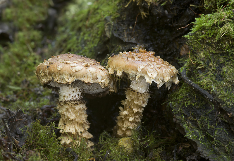 Hemistropharia albocrenulata